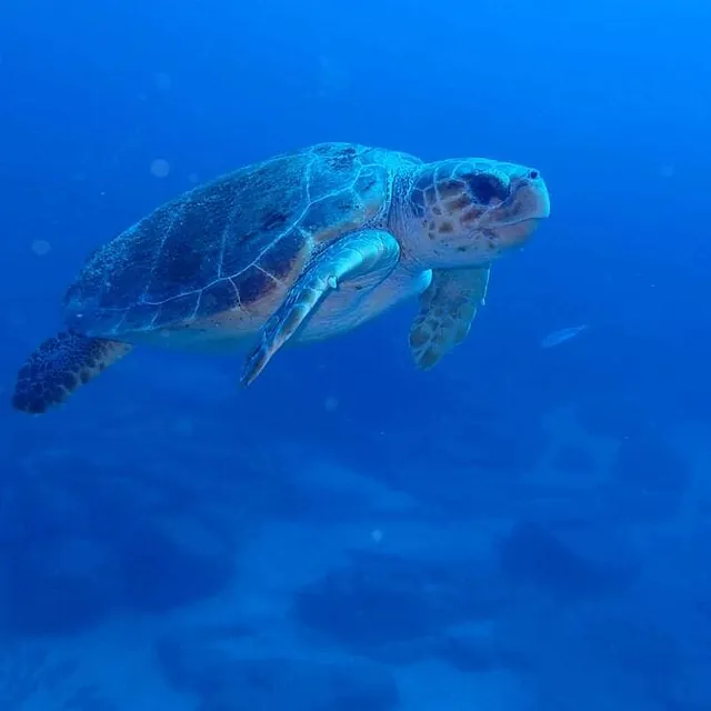 Tortuga en el mar