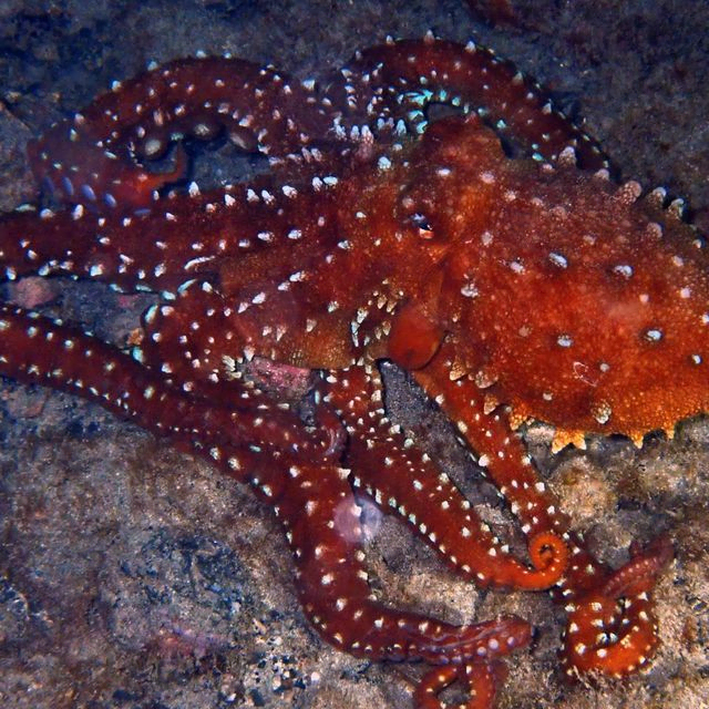 Pulpo