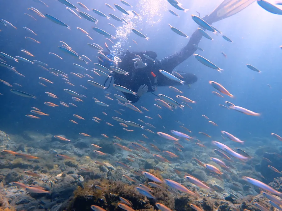 Buceo con peces