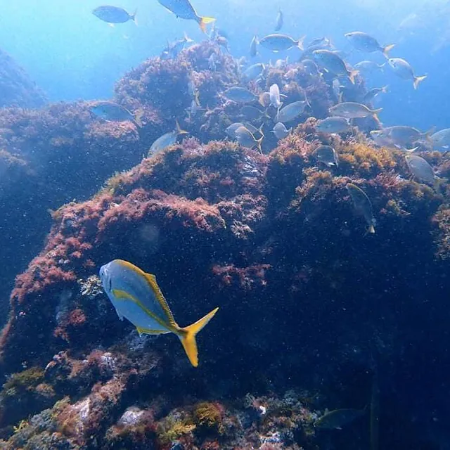 Corales con peces