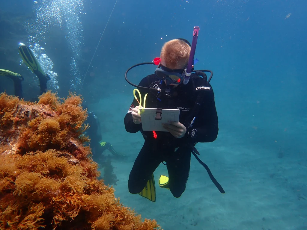 Marine Biology Internshio See you Diving Tenerife, Erasmus internship see you diving tenerife