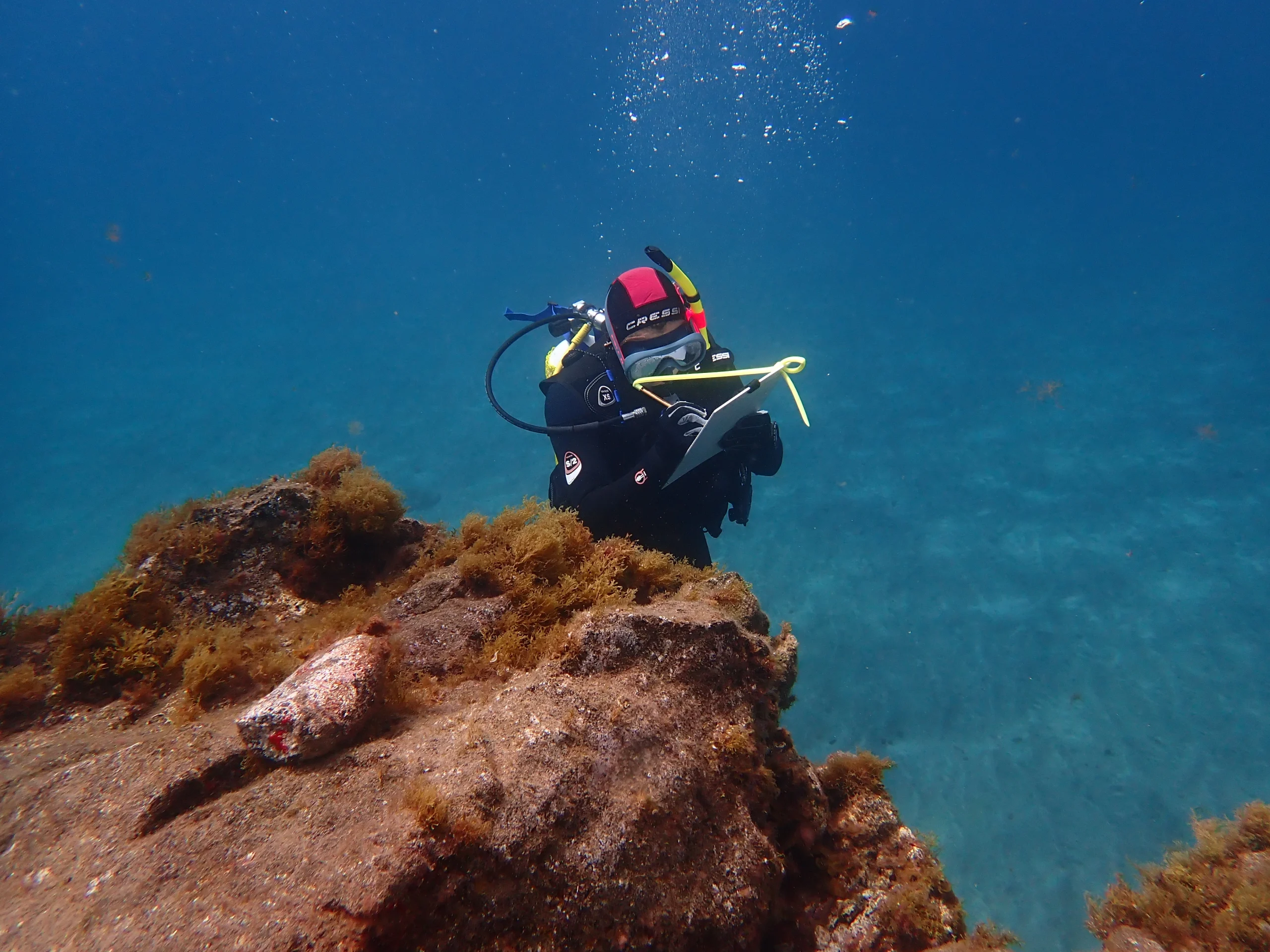 Marine Biology Internship Tenerife