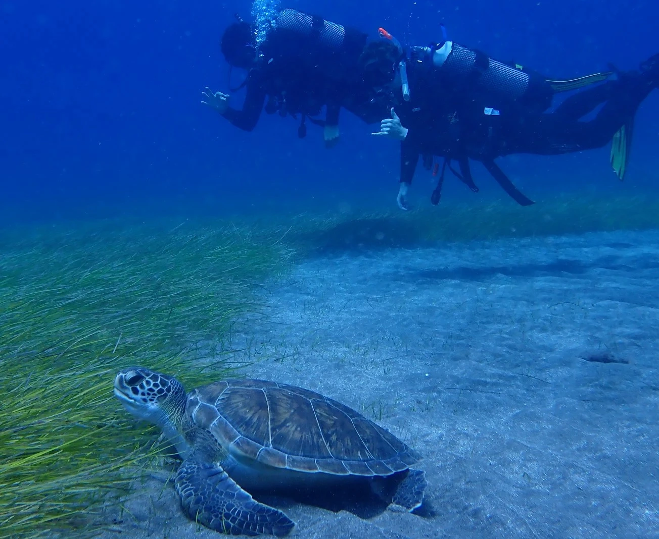 Marine Biology Internship See You DIving